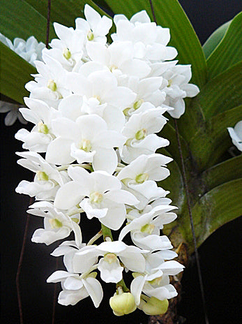 Rhynchostylis gigantea alba