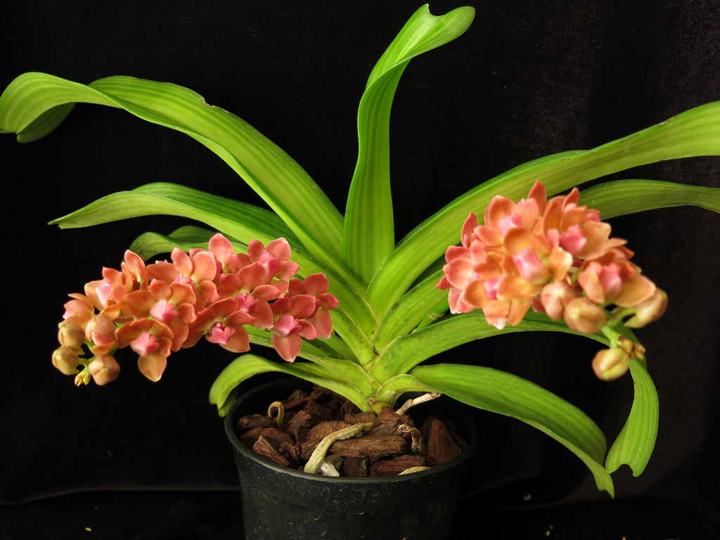Rhynchostylis gigantea orange