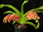 Rhynchostylis gigantea orange