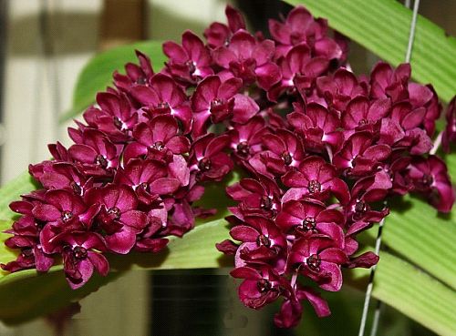 Rhynchostylis gigantea red