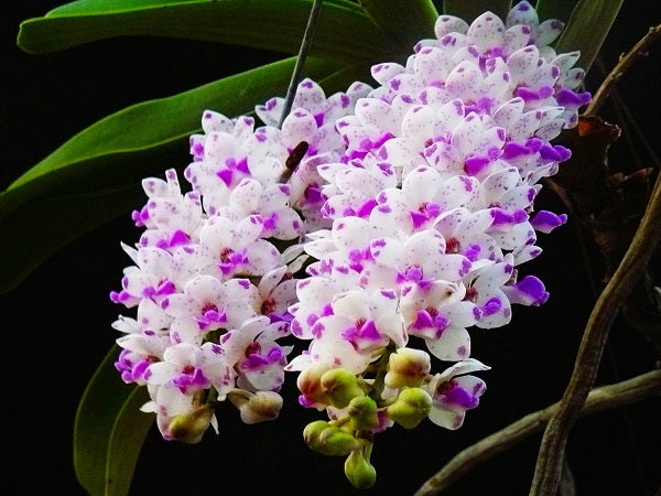 Rhynchostylis gigantea spot