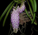 Carica l&#39;immagine nel visualizzatore Galleria, Rhynchostylis retusa
