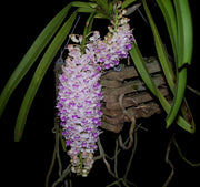 Rhynchostylis retusa