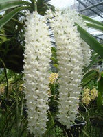Carica l&#39;immagine nel visualizzatore Galleria, Rhynchostylis retusa alba
