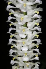 Carica l&#39;immagine nel visualizzatore Galleria, Rhynchostylis retusa alba
