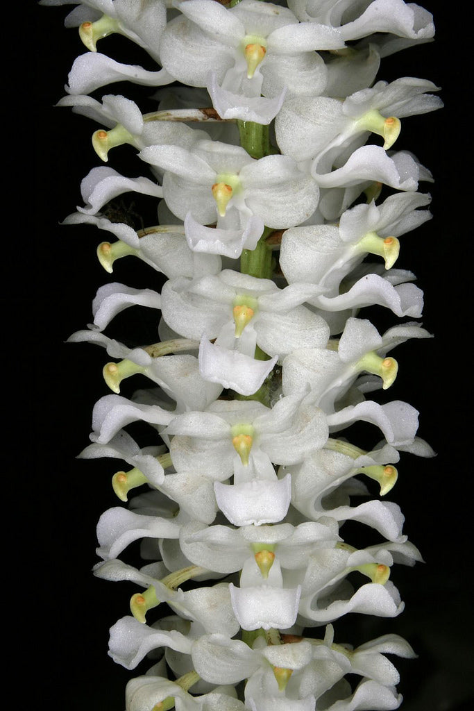Rhynchostylis retusa alba
