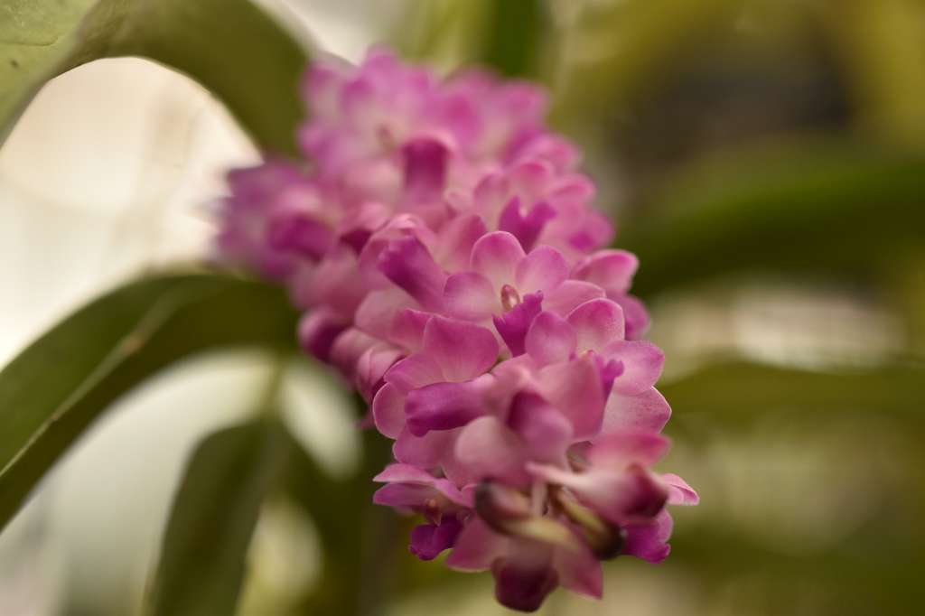 Rhynchostylis retusa x Rhynchostylis coelestis