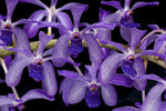 Load image into Gallery viewer, Rhyncovanda azure (Rhynchostylis gigantea x Vanda coerulea)
