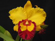 RLC Liu's Joyance 