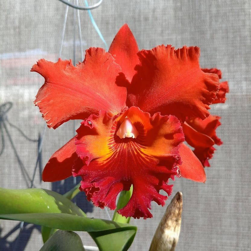 Rlc. Toshie Aoki 'Starburst' AM/AOS