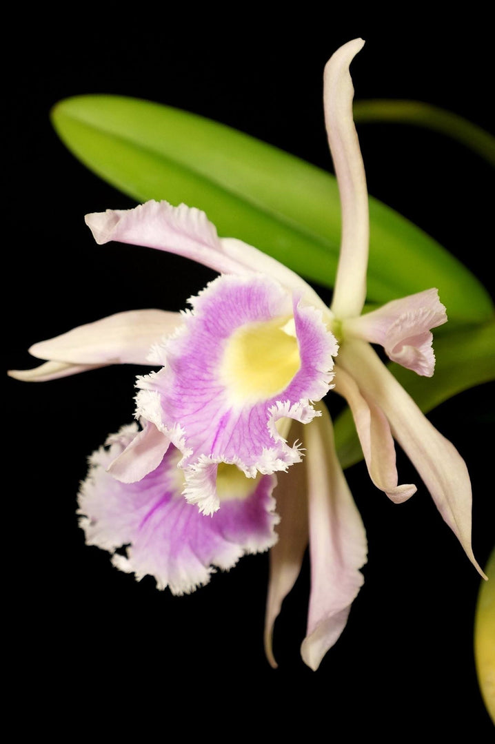 Brassolaelia Digbyano-Purpurata (B. digbyana x L. purpurata)