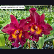 Rhyncholaeliocattleya Chao Praya Red