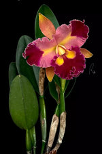 Carica l&#39;immagine nel visualizzatore Galleria, Rhyncattleanthe Chief Queen ’Lightning’ (Rlc. Taiwan Queen × Rth. Chief Sweet Orange)
