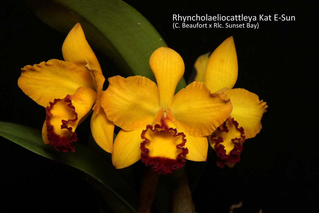 Rhyncholaeliocattleya Kat E-Sun 'Taiyoung No. 3' (Cattleya Beaufort x Rhyncholaeliocattleya Sunset Bay)