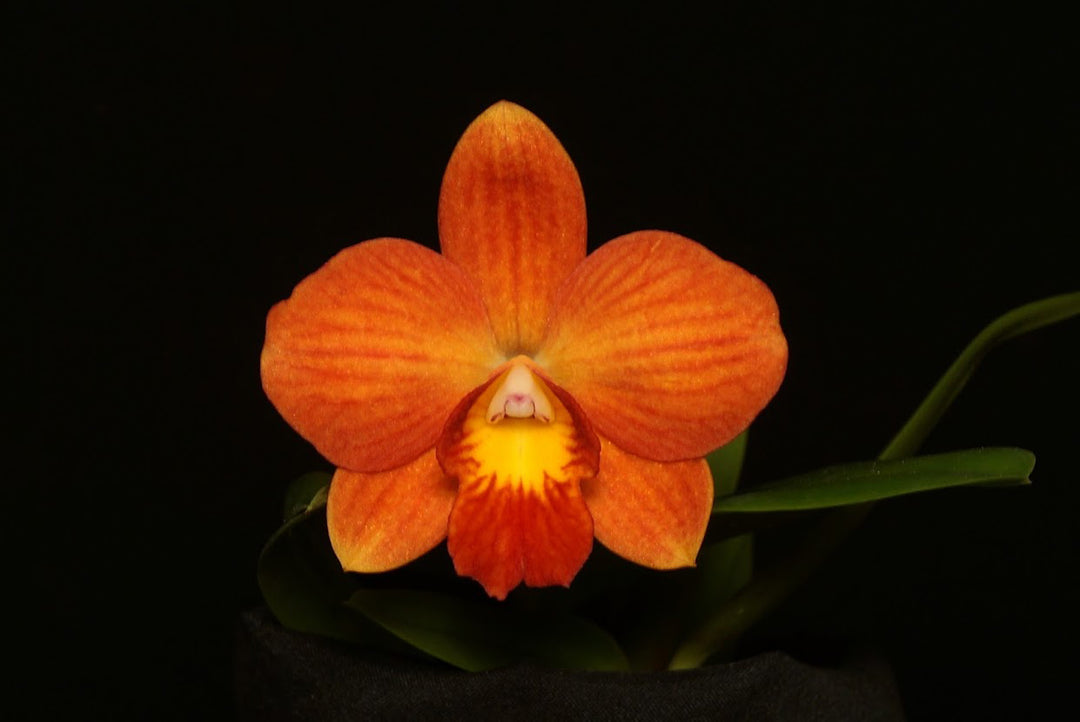 Rhyncholaeliocattleya Lam's Haven (RlC. Samantha Duncan × C. Chief Gem)