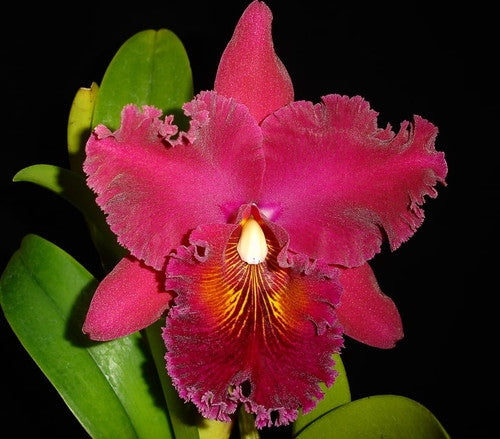 Rlc. Toshie Aoki 'Starburst' AM/AOS