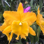 Carica l'immagine nel visualizzatore Galleria, Rhyncholaeliocattleya Ta-Shiang Yellow Dragon "Puti Gold"