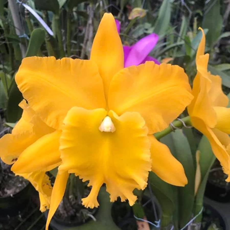 Rhyncholaeliocattleya Ta-Shiang Yellow Dragon "Puti Gold"
