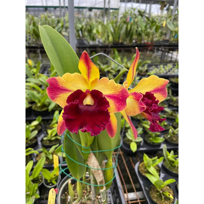 Rlc. Toshie Aoki 'Starburst' AM/AOS