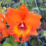 Load image into Gallery viewer, Rhyncholaeliocattleya Golf Orange 'Sunkist'