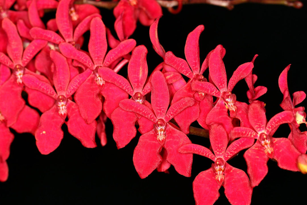 Renanstylis Bangkok Beauty 'Audrey' AM/AOS (Renanstylis Azimah × Renanthera Bangkok Flame)