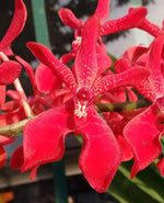 Carica l&#39;immagine nel visualizzatore Galleria, Renanstylis Bangkok Beauty &#39;Audrey&#39; AM/AOS (Renanstylis Azimah × Renanthera Bangkok Flame)
