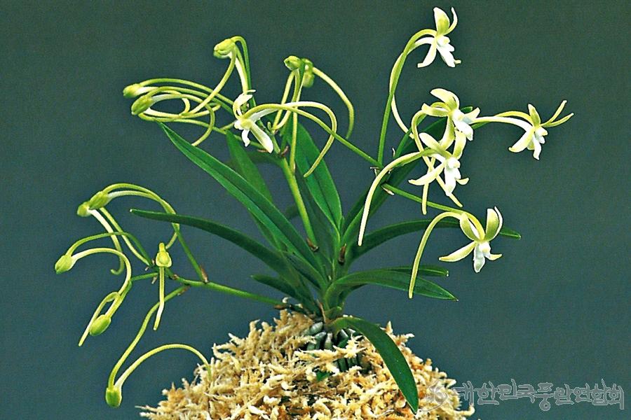 Neofinetia falcata 'Ryokusenho' 녹천보 绿泉寶