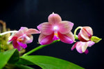 Load image into Gallery viewer, Phalaenopsis Yungho Little Baby (Clone) Mainshow
