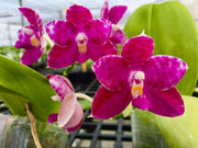 Phalaenopsis KS Super Zebra