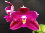 Carica l&#39;immagine nel visualizzatore Galleria, Phalaenopsis KS Super Zebra
