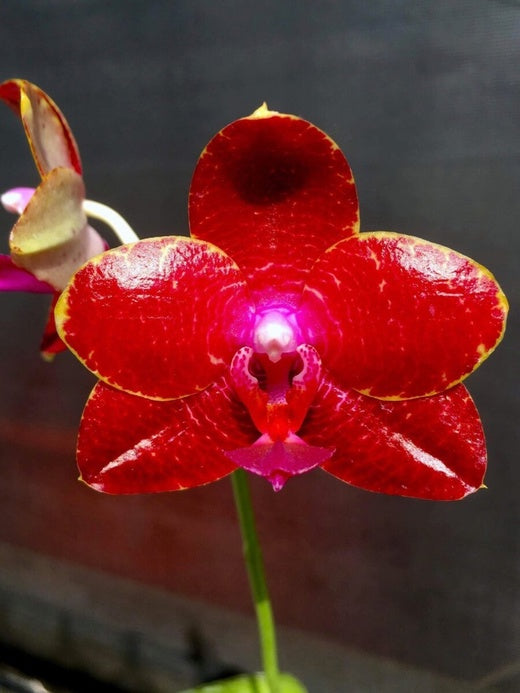 Phalaenopsis Miro Gold Mosia ’Sun’ (Clone) Mainshow