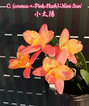Cattleya Tangerine Fire 'Mini Sun' (cernua × Pink Flash)