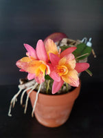 Carica l&#39;immagine nel visualizzatore Galleria, Cattleya Tangerine Fire &#39;Mini Sun&#39; (cernua × Pink Flash)
