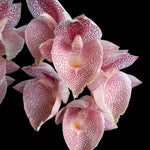 Carica l&#39;immagine nel visualizzatore Galleria, Catasetum Jamie Lawson &#39;xoxo&#39;
