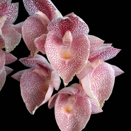 Catasetum Jamie Lawson 'xoxo'