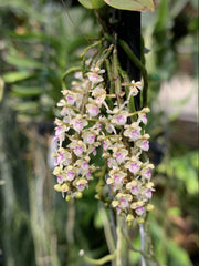 Saccolabiopsis pusilla