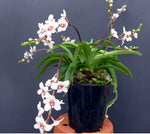 Load image into Gallery viewer, Sarcochilus hartmannii