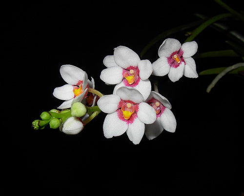 Sarcochilus fitzgeraldii