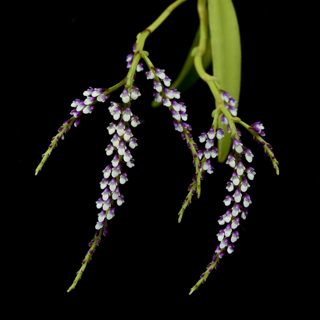 Schoenorchis gemmata