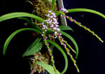 Load image into Gallery viewer, Schoenorchis gemmata
