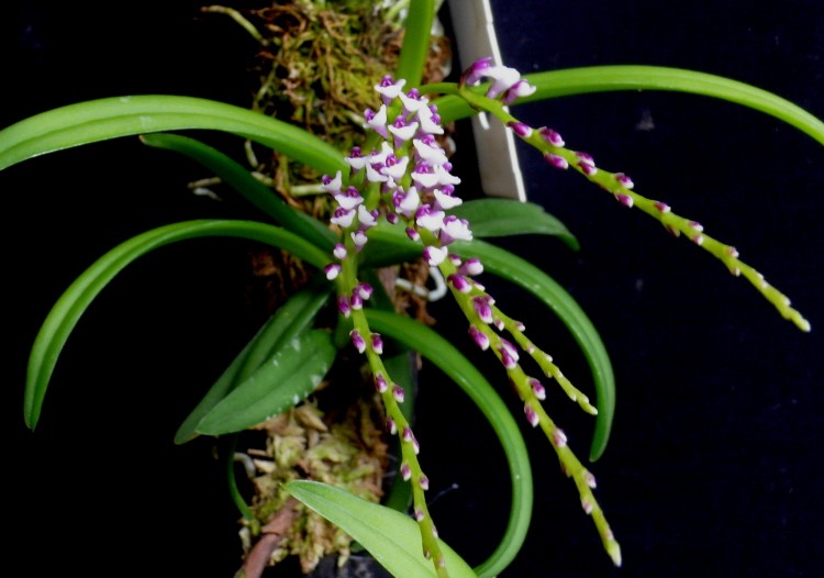Schoenorchis gemmata