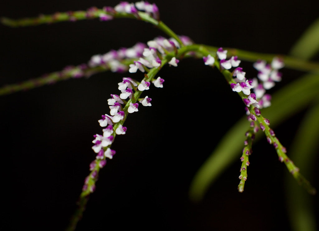 Schoenorchis gemmata