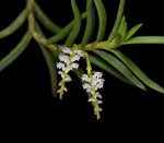 Load image into Gallery viewer, Schoenorchis micrantha