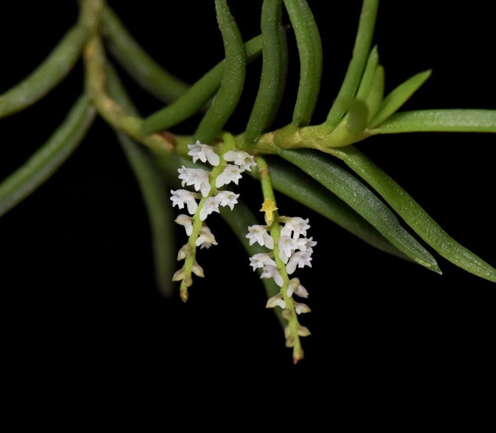 Schoenorchis micrantha