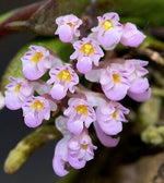 Load image into Gallery viewer, Schoenorchis seidenfadenii

