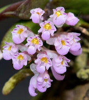 Schoenorchis seidenfadenii