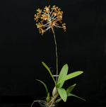 Load image into Gallery viewer, Schomburgkia crispa
