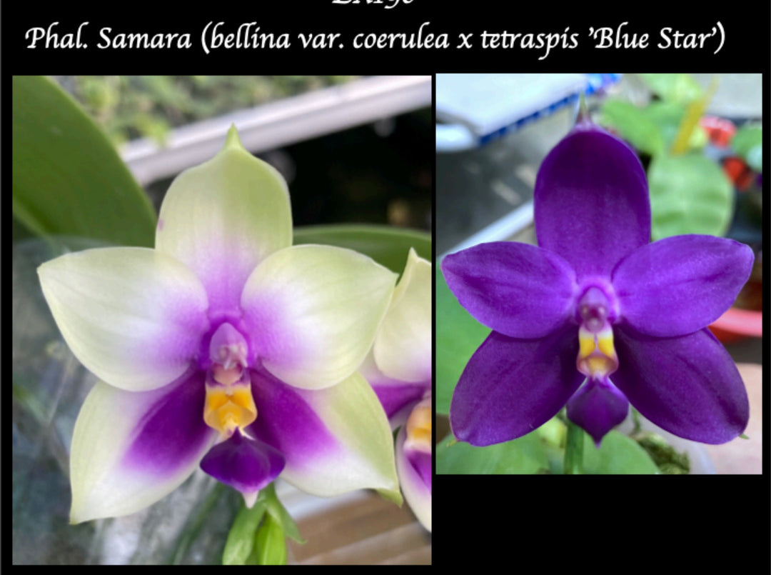 Phalaenopsis bellina blue x tetraspis blue