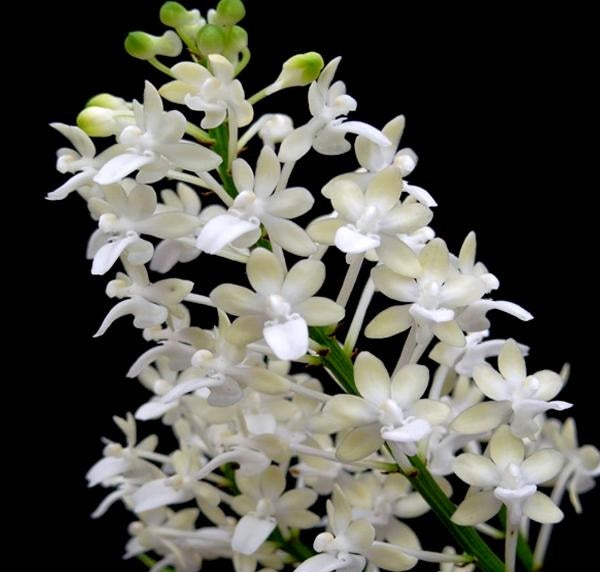 Seidenfadenia mitrata var alba