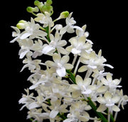 Seidenfadenia mitrata var alba